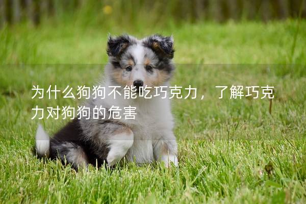 為什么狗狗不能吃巧克力，了解巧克力對狗狗的危害