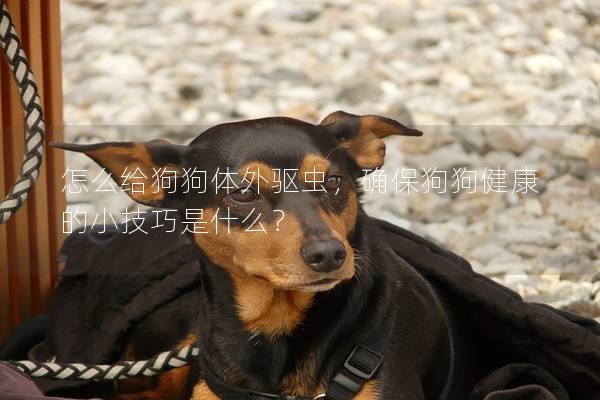 怎么給狗狗體外驅蟲，確保狗狗健康的小技巧是什么？