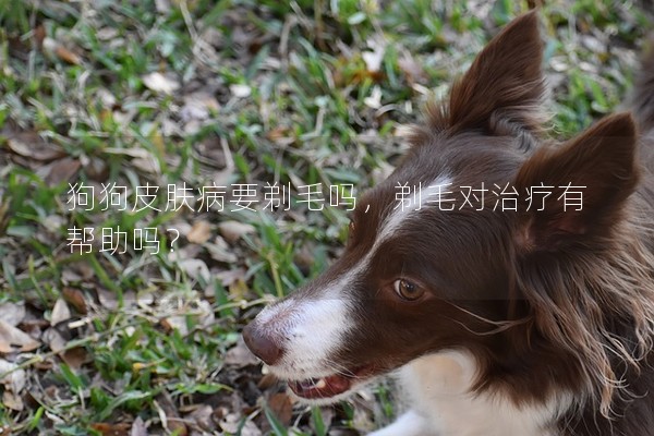 狗狗皮膚病要剃毛嗎，剃毛對治療有幫助嗎？