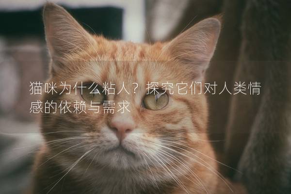 貓咪為什么粘人？探究它們對(duì)人類情感的依賴與需求