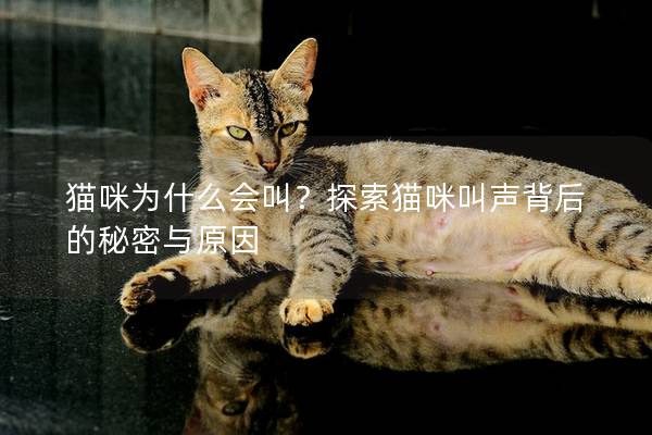 貓咪為什么會(huì)叫？探索貓咪叫聲背后的秘密與原因