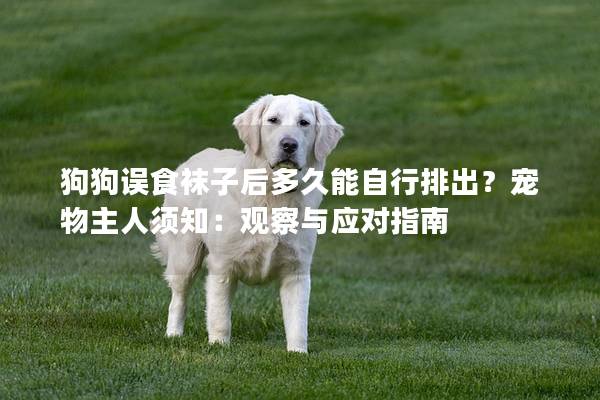 狗狗誤食襪子后多久能自行排出？寵物主人須知：觀察與應對指南