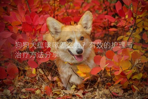 狗狗犬瘟咳嗽怎么辦？有效的護理與治療方法分享