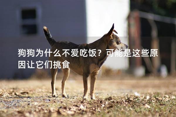 狗狗為什么不愛(ài)吃飯？可能是這些原因讓它們挑食