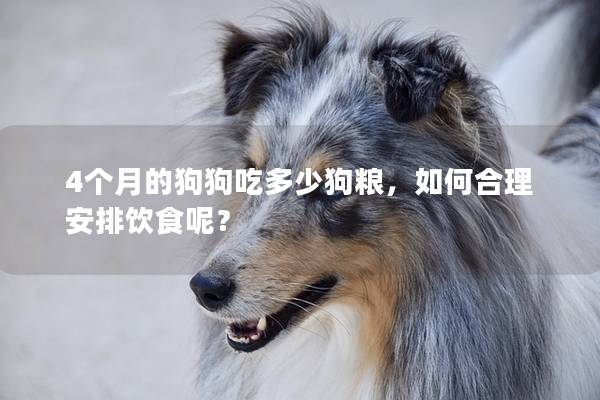 4個月的狗狗吃多少狗糧，如何合理安排飲食呢？