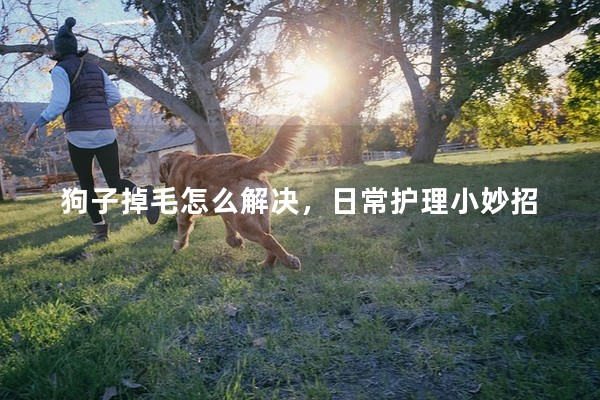 狗子掉毛怎么解決,日常護理小妙招 狗子掉毛怎么解決,日常護理小妙招