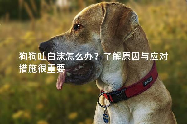 狗狗吐白沫怎么辦？了解原因與應對措施很重要