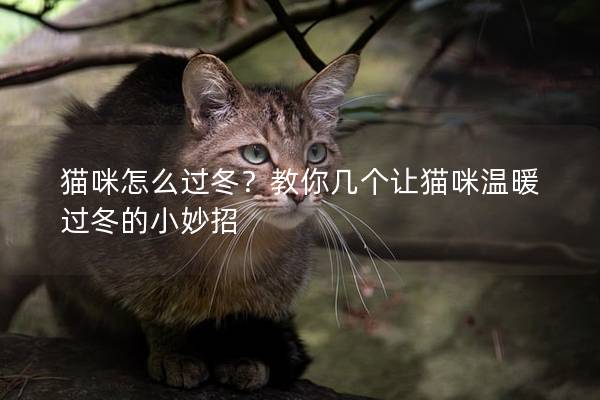 貓咪怎么過(guò)冬？教你幾個(gè)讓貓咪溫暖過(guò)冬的小妙招