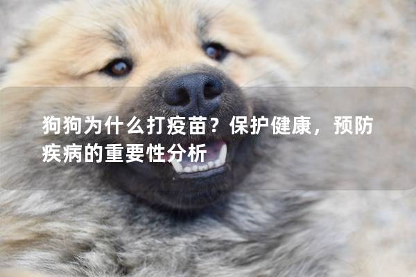 狗狗為什么打疫苗？保護健康，預防疾病的重要性分析