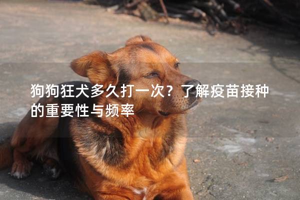 狗狗狂犬多久打一次？了解疫苗接種的重要性與頻率