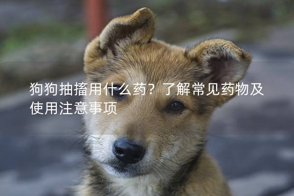 狗狗抽搐用什么藥？了解常見藥物及使用注意事項