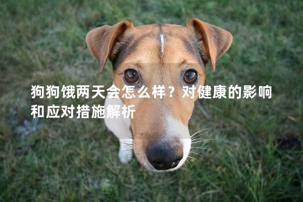 狗狗餓兩天會怎么樣?對健康的影響和應對措施解析 狗狗餓兩天會怎么樣?對健康的影響和應對措施解析