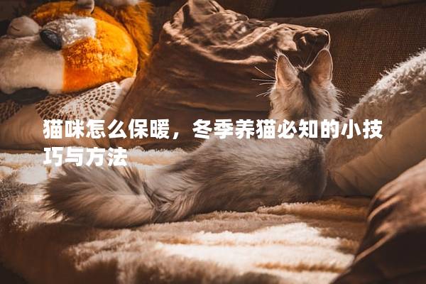 貓咪怎么保暖，冬季養(yǎng)貓必知的小技巧與方法