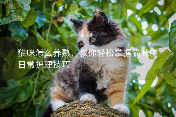 貓咪怎么養(yǎng)熟，教你輕松掌握貓咪的日常護(hù)理技巧