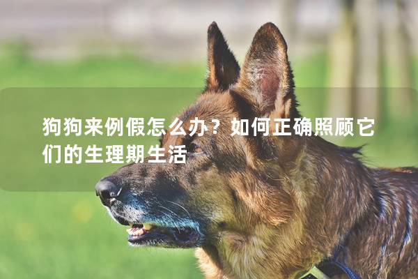 狗狗來例假怎么辦？如何正確照顧它們的生理期生活