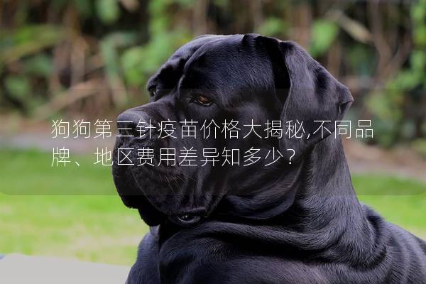 狗狗第三針疫苗價格大揭秘,不同品牌、地區費用差異知多少？