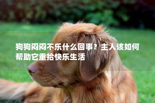 狗狗悶悶不樂什么回事？主人該如何幫助它重拾快樂生活