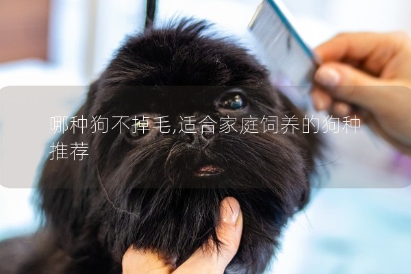 哪種狗不掉毛,適合家庭飼養(yǎng)的狗種推薦 哪種狗不掉毛,適合家庭飼養(yǎng)的狗種推薦