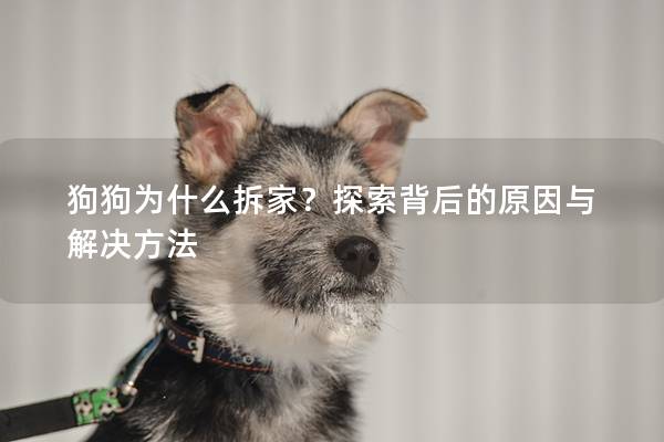 狗狗為什么拆家？探索背后的原因與解決方法