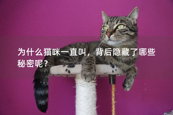 為什么貓咪一直叫，背后隱藏了哪些秘密呢？