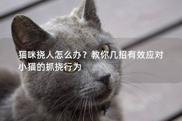 貓咪撓人怎么辦？教你幾招有效應對小貓的抓撓行為