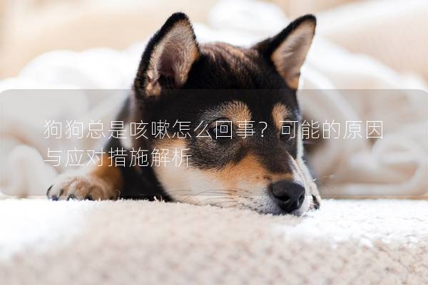 狗狗總是咳嗽怎么回事？可能的原因與應對措施解析