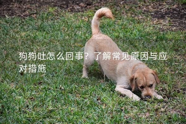 狗狗吐怎么回事？了解常見(jiàn)原因與應(yīng)對(duì)措施