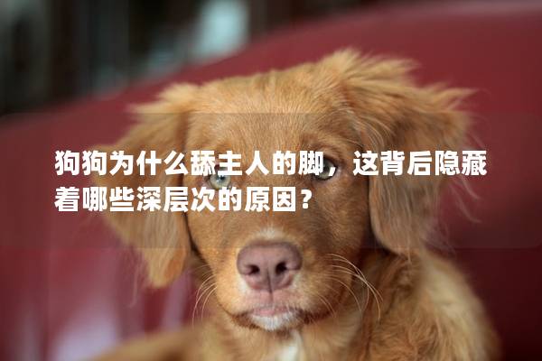 狗狗為什么舔主人的腳，這背后隱藏著哪些深層次的原因？