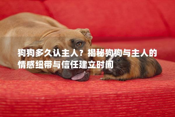 狗狗多久認(rèn)主人？揭秘狗狗與主人的情感紐帶與信任建立時(shí)間