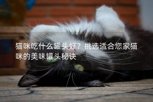 貓咪吃什么罐頭好？挑選適合您家貓咪的美味罐頭秘訣