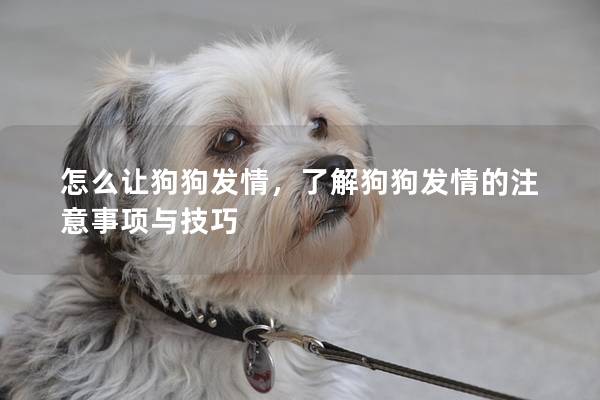 怎么讓狗狗發情，了解狗狗發情的注意事項與技巧