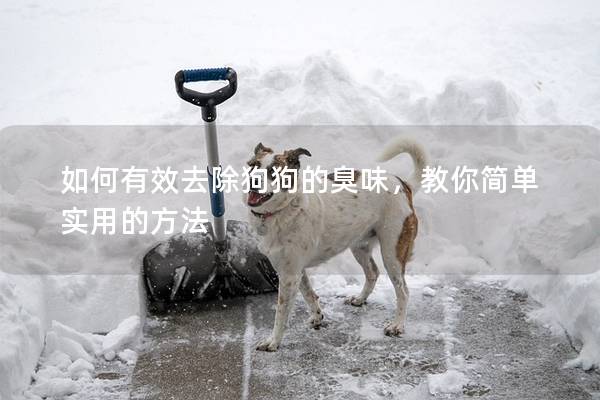 如何有效去除狗狗的臭味,教你簡單實用的方法 如何有效去除狗狗的臭味,教你簡單實用的方法