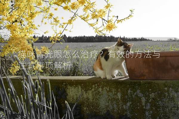 貓咪青光眼怎么治療？有效的方法與注意事項解析