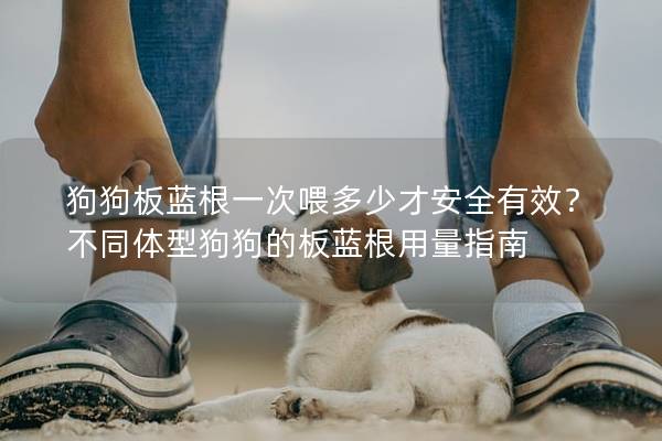 狗狗板藍根一次喂多少才安全有效？不同體型狗狗的板藍根用量指南
