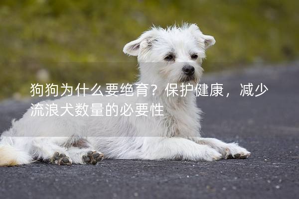 狗狗為什么要絕育？保護(hù)健康，減少流浪犬?dāng)?shù)量的必要性