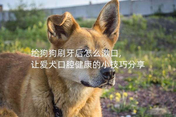 給狗狗刷牙后怎么漱口, 讓愛犬口腔健康的小技巧分享