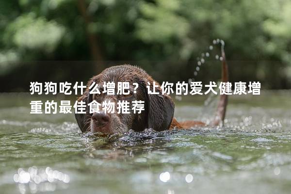 狗狗吃什么增肥？讓你的愛犬健康增重的最佳食物推薦