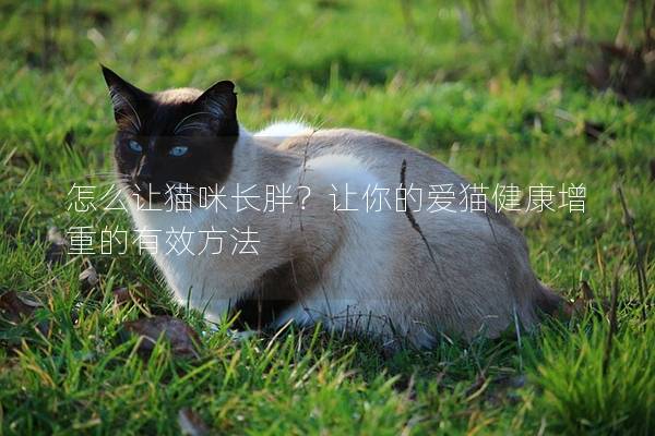 怎么讓貓咪長胖？讓你的愛貓健康增重的有效方法