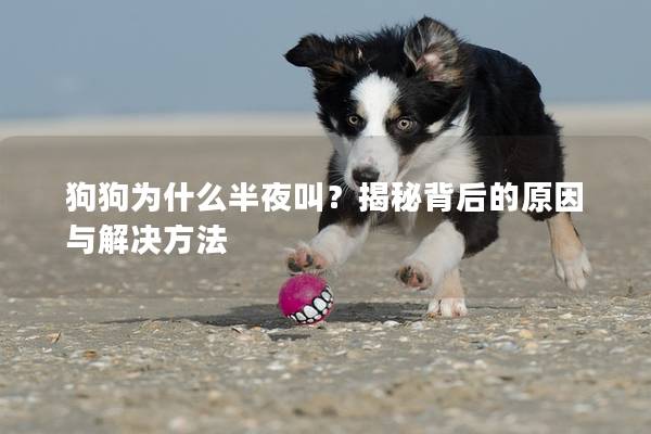 狗狗為什么半夜叫？揭秘背后的原因與解決方法
