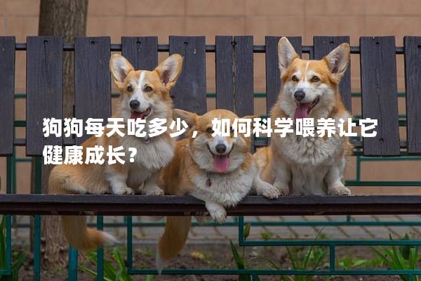 狗狗每天吃多少，如何科學(xué)喂養(yǎng)讓它健康成長？