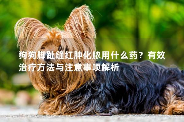 狗狗腳趾縫紅腫化膿用什么藥？有效治療方法與注意事項解析