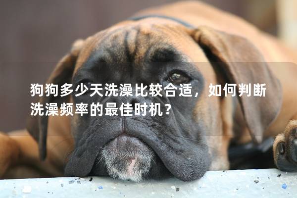 狗狗多少天洗澡比較合適，如何判斷洗澡頻率的最佳時機？