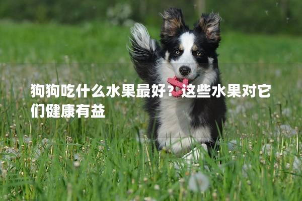狗狗吃什么水果最好？這些水果對它們健康有益
