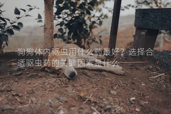 狗狗體內驅蟲用什么藥最好？選擇合適驅蟲藥的關鍵因素是什么