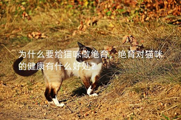 為什么要給貓咪做絕育，絕育對貓咪的健康有什么好處？