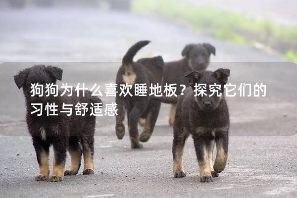 狗狗為什么喜歡睡地板？探究它們的習性與舒適感