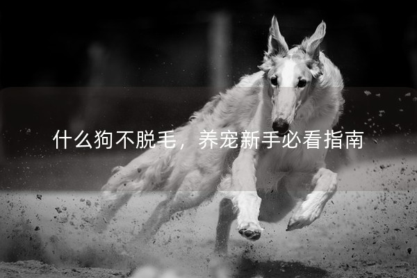 什么狗不脫毛,養寵新手必看指南 什么狗不脫毛,養寵新手必看指南
