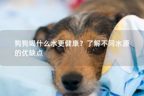 狗狗喝什么水更健康？了解不同水源的優缺點
