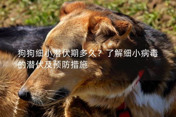 狗狗細小潛伏期多久？了解細小病毒的潛伏及預(yù)防措施