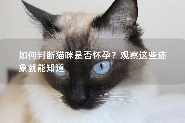 如何判斷貓咪是否懷孕？觀察這些跡象就能知道